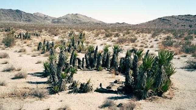 Yuca de Mojave, 12.000 años