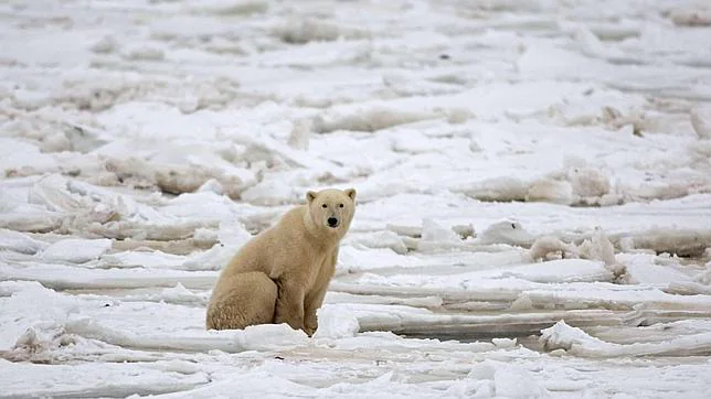 EE.UU. quiere prohibir el comercio de piel y partes del cuerpo del oso polar