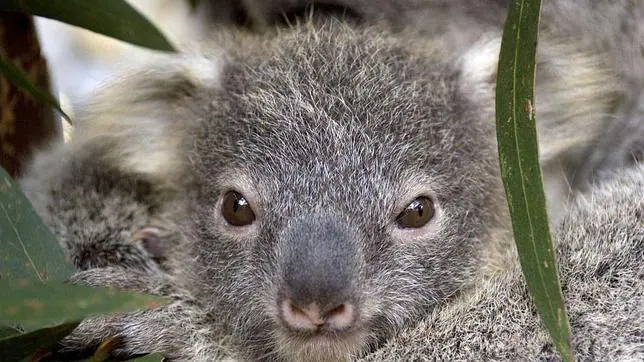 La clamidia precipita al koala hacia la lista de especies amenazadas de Australia