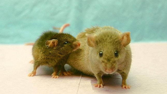 Descubren en el cerebro de roedores el interruptor del envejecimiento