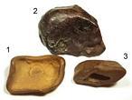 ¿Se ha descubierto el meteorito de Tunguska?
