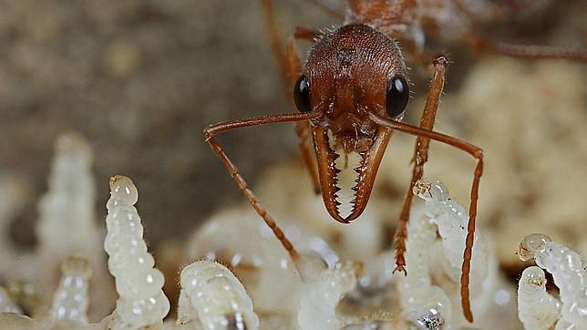 Hormigas «al rescate» de los arquitectos para diseñar las salidas de emergencia