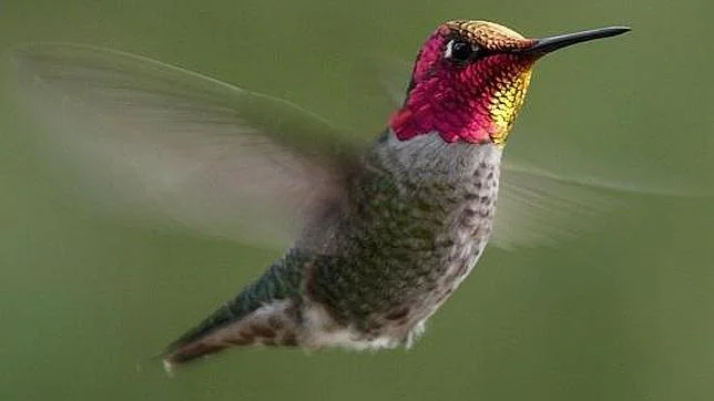 Resultado de imagen para colibri