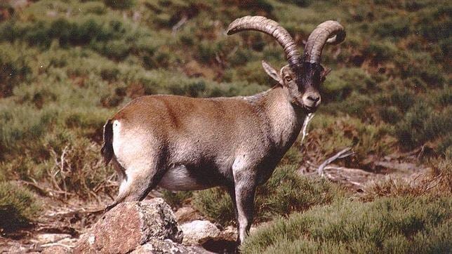 Denuncian la caza con arco de la cabra montés en el Parque Nacional de Guadarrama