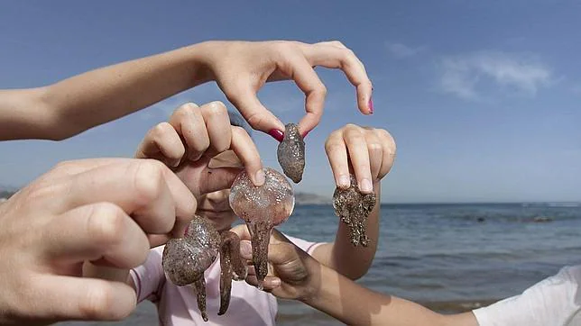 Unos bañistas enseñan varios ejemplares de medusas