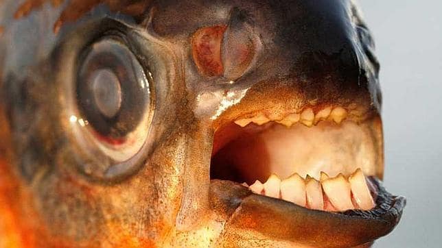 Encuentran en Suecia un ejemplar de pez «muerde-testículos»