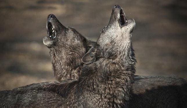 ¿Por qué aúllan los lobos? Una prueba de amistad