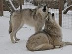 ¿Por qué aúllan los lobos? Una prueba de amistad