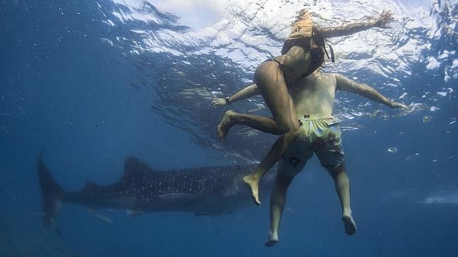 Tiburones, del mito al asombro: diez curiosidades sobre el animal más temido