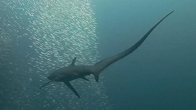 Tiburones, del mito al asombro: diez curiosidades sobre el animal más temido