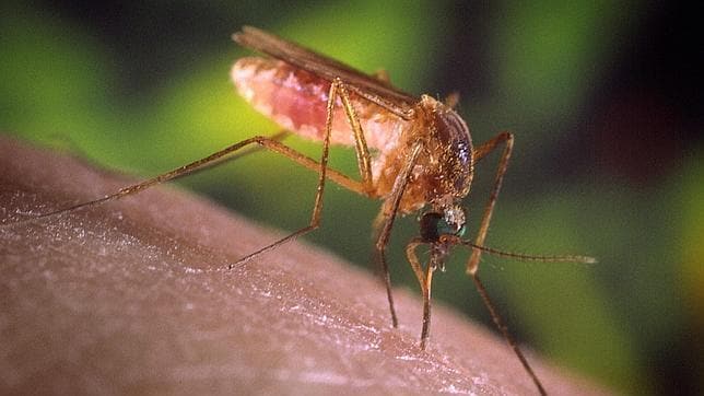 El repelente natural que te hace «invisible» a los mosquitos