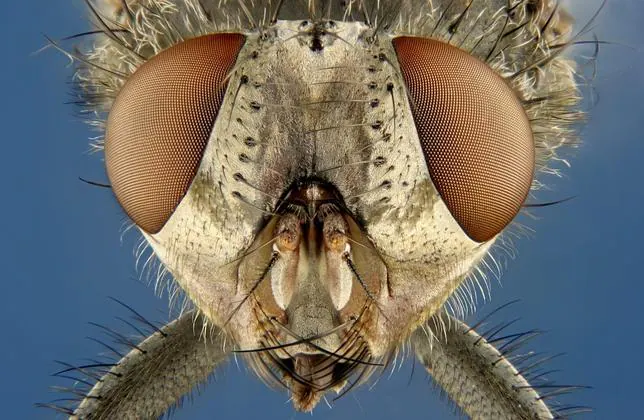 Las moscas ven el mundo como en Matrix