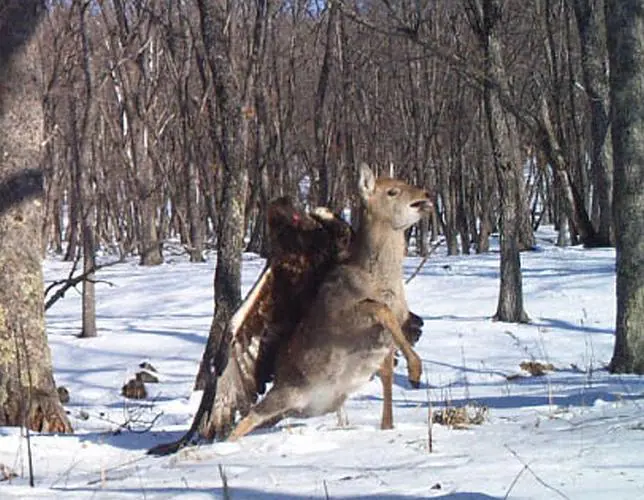 La impactante foto de un águila atrapando un ciervo