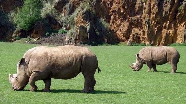 Nace un rinoceronte blanco macho en el Parque de Cabárceno