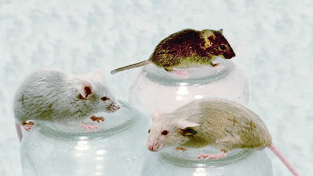 Los ratones adolescentes lanzan feromonas antiviolación a través de sus lágrimas