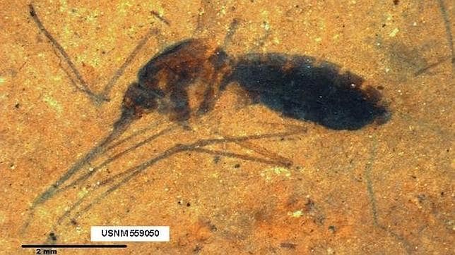 Descubren el fósil de un mosquito repleto de sangre de hace 46 millones de años