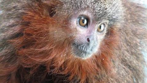 Descubren un mono que ronronea y 400 nuevas especies en un «edén» desconocido en el Amazonas