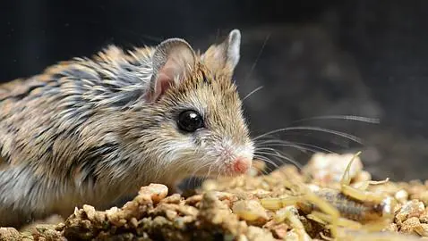 Los increí­bles ratones sin dolor