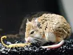 Los increíbles ratones sin dolor