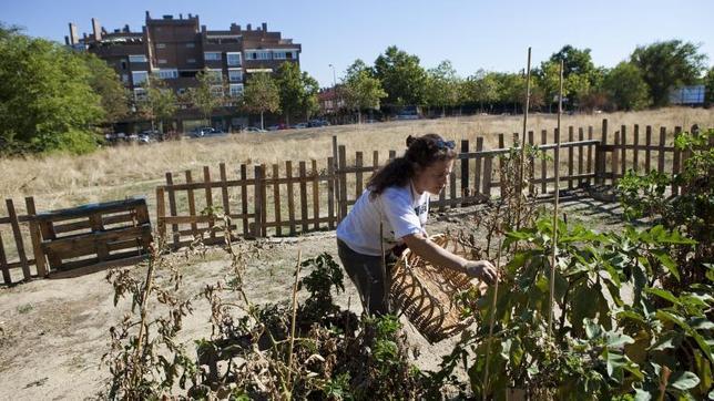 Los huertos urbanos, una tendencia en auge en Madrid