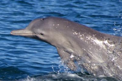 Descubren una nueva especie de delfín en aguas de Australia