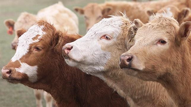 De vaca a toro cambiando los cromosomas