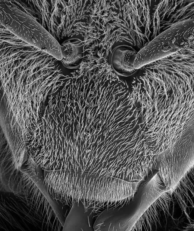 Así se ve una abeja en una imagen aumentada 3.000 veces