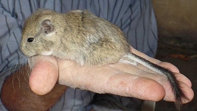 Bautizan a una nueva rata patagónica con el nombre de Kirchner