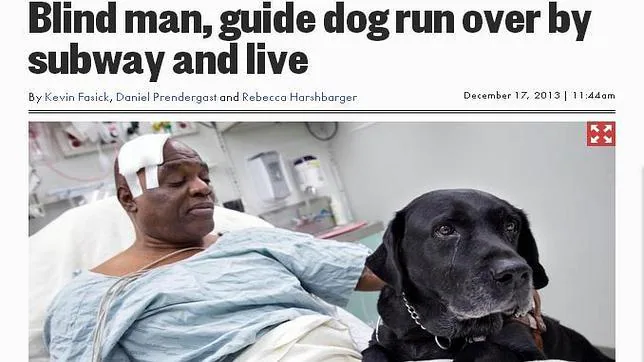 Orlando, un perro lazarillo convertido en héroe en Nueva York