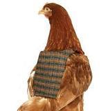Abrigos para pollos y gallinas, la última moda el Gran Bretaña