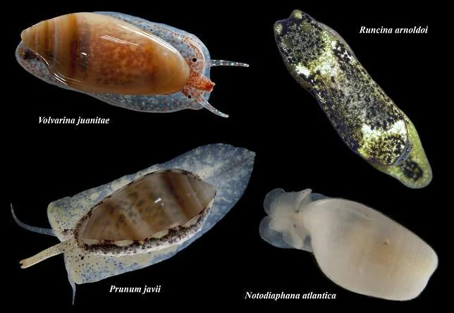 Descubren once nuevas especies de moluscos marinos en Canarias