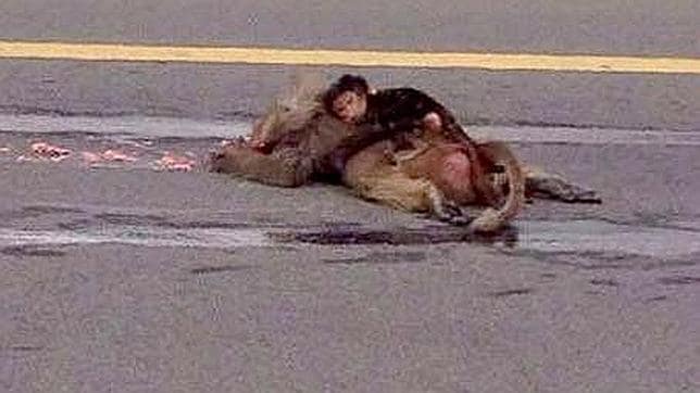 El llanto de una cría de mono abrazada a su madre muerta conmueve en Arabia