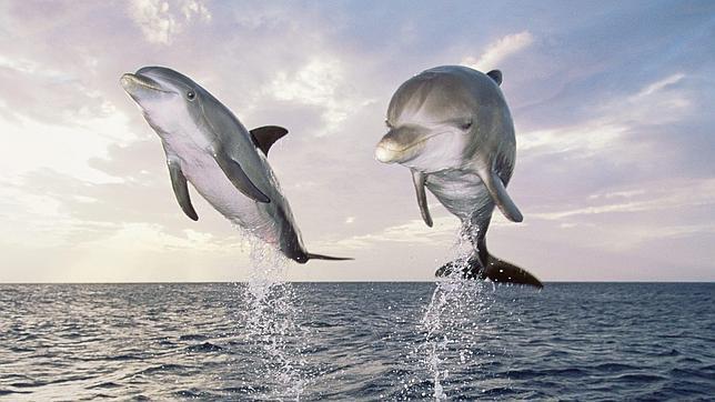 Los delfines son diez veces más fuertes que los mejores atletas olímpicos