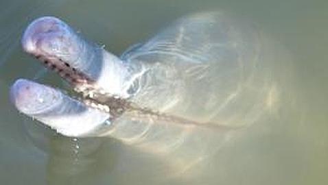 Descubren la primera especie de delfín de río desde hace un siglo
