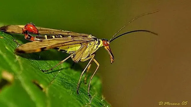 Los diez insectos más raros del mundo 