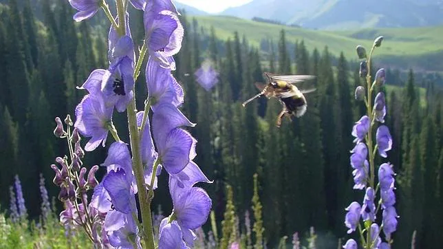 Las abejas pueden volar más alto que el monte Everest