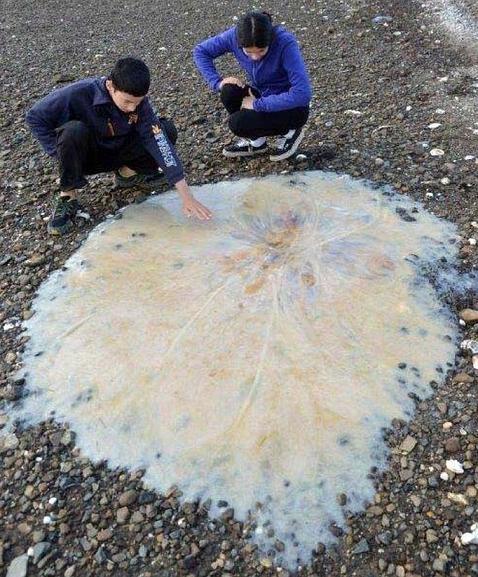 Una medusa gigante desconocida aparece en una playa de Australia