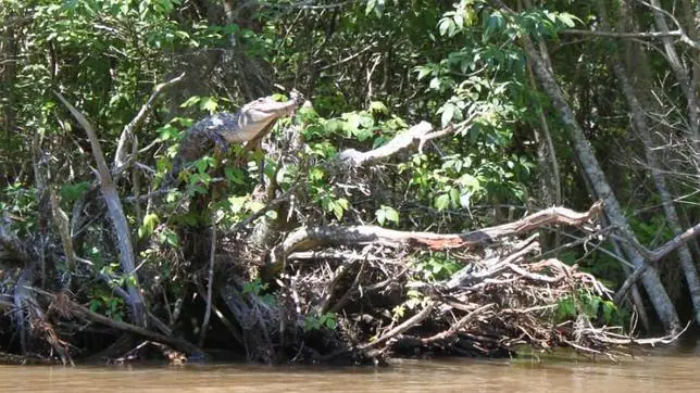 Los cocodrilos pueden trepar a los árboles