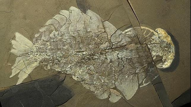 Desentierran en Canadá uno de los mayores «tesoros» fósiles del mundo