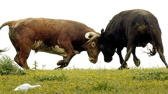 ¿Por qué se pelean los toros?