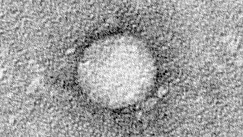 La «penicilina» de la hepatitis C