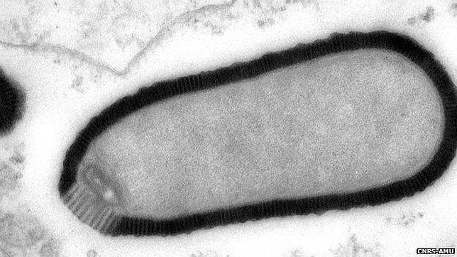 «Resucitan» un virus gigante congelado más de 30.000 años en Siberia