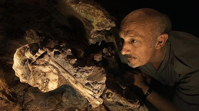 «Little Foot», el australopiteco que pugna por ser nuestro antepasado 