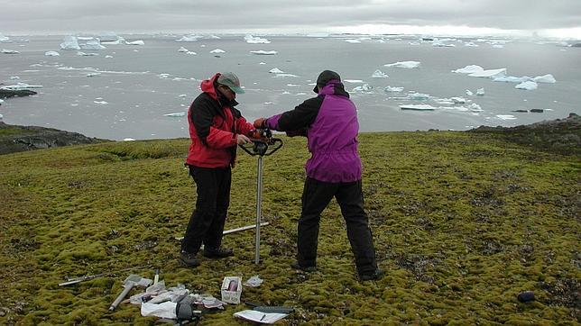 Un musgo congelado en la Antártida durante 1.500 años «resucita» y sigue creciendo