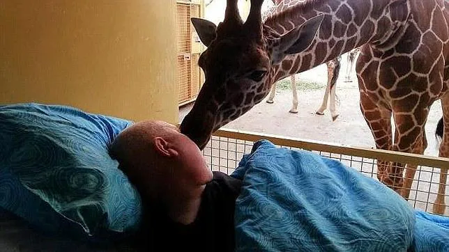 Una jirafa da un beso de despedida a uno de sus cuidadores, enfermo terminal de cáncer, antes de morir