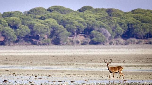 El corazón de Doñana, en riesgo por sobreprotección