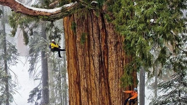 Así se fotografía el segundo árbol más grande del planeta