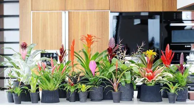 Las plantas de interior más bonitas para alegrar nuestra casa