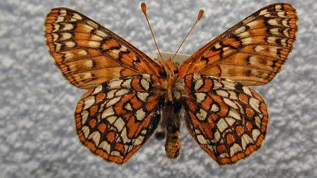 La rara mariposa que desafía al cambio climático