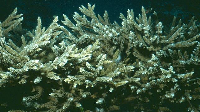 Una proteína hallada en un coral de Australia bloquea el VIH
